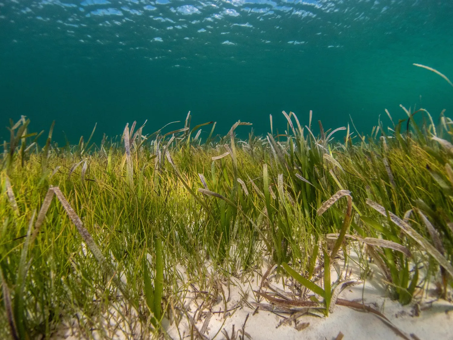 grass and sand under water