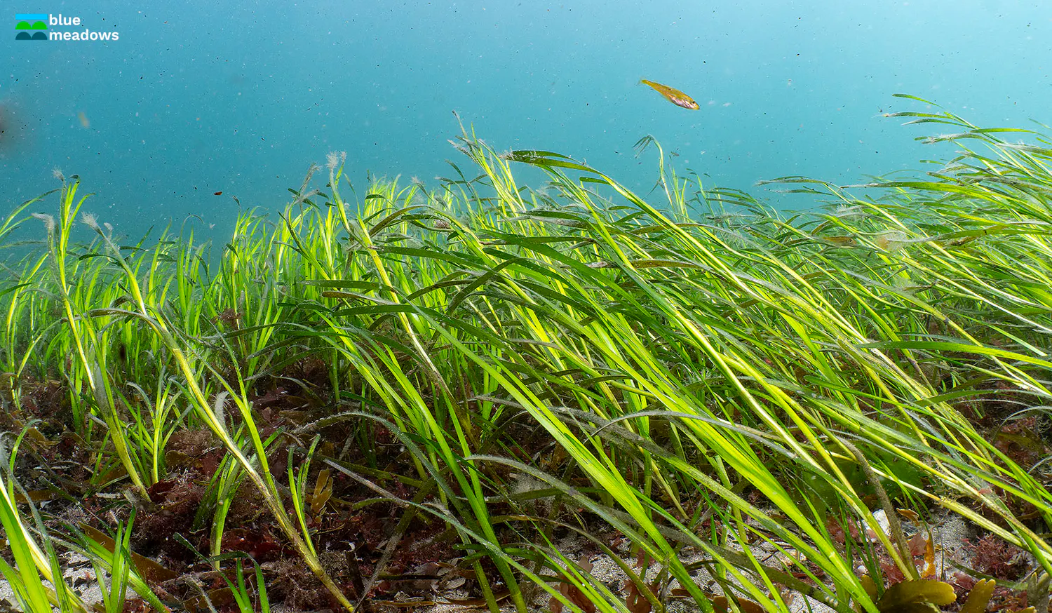a green grass under water