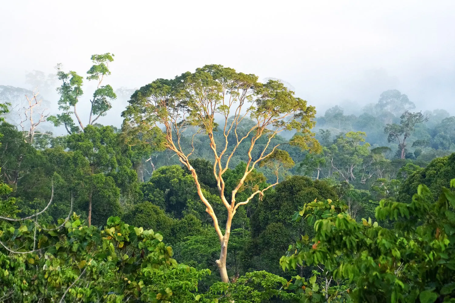 a tree in the forest