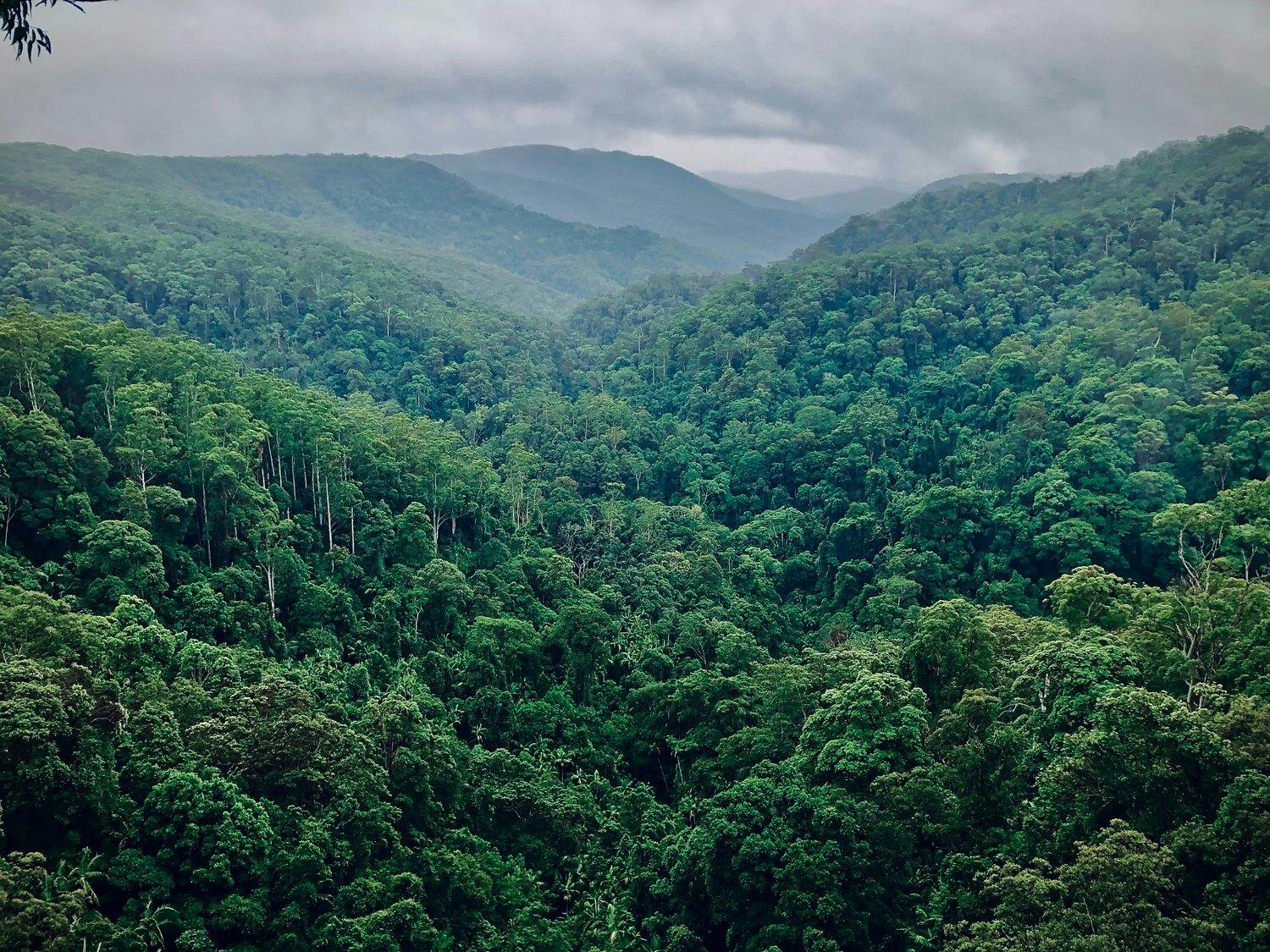 a green forest with mountains in the background