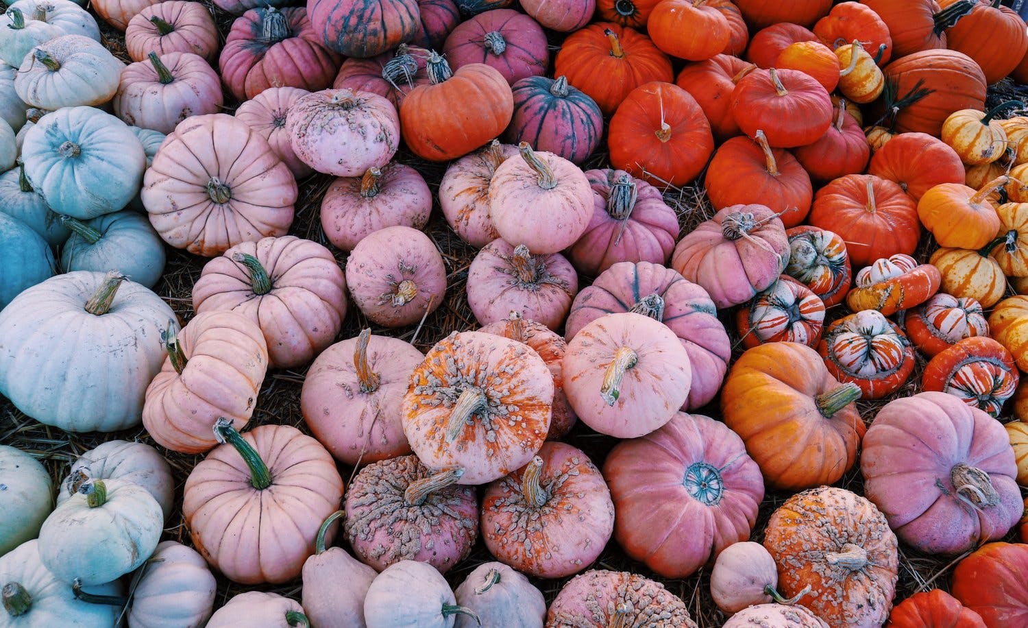a group of pumpkins on the ground