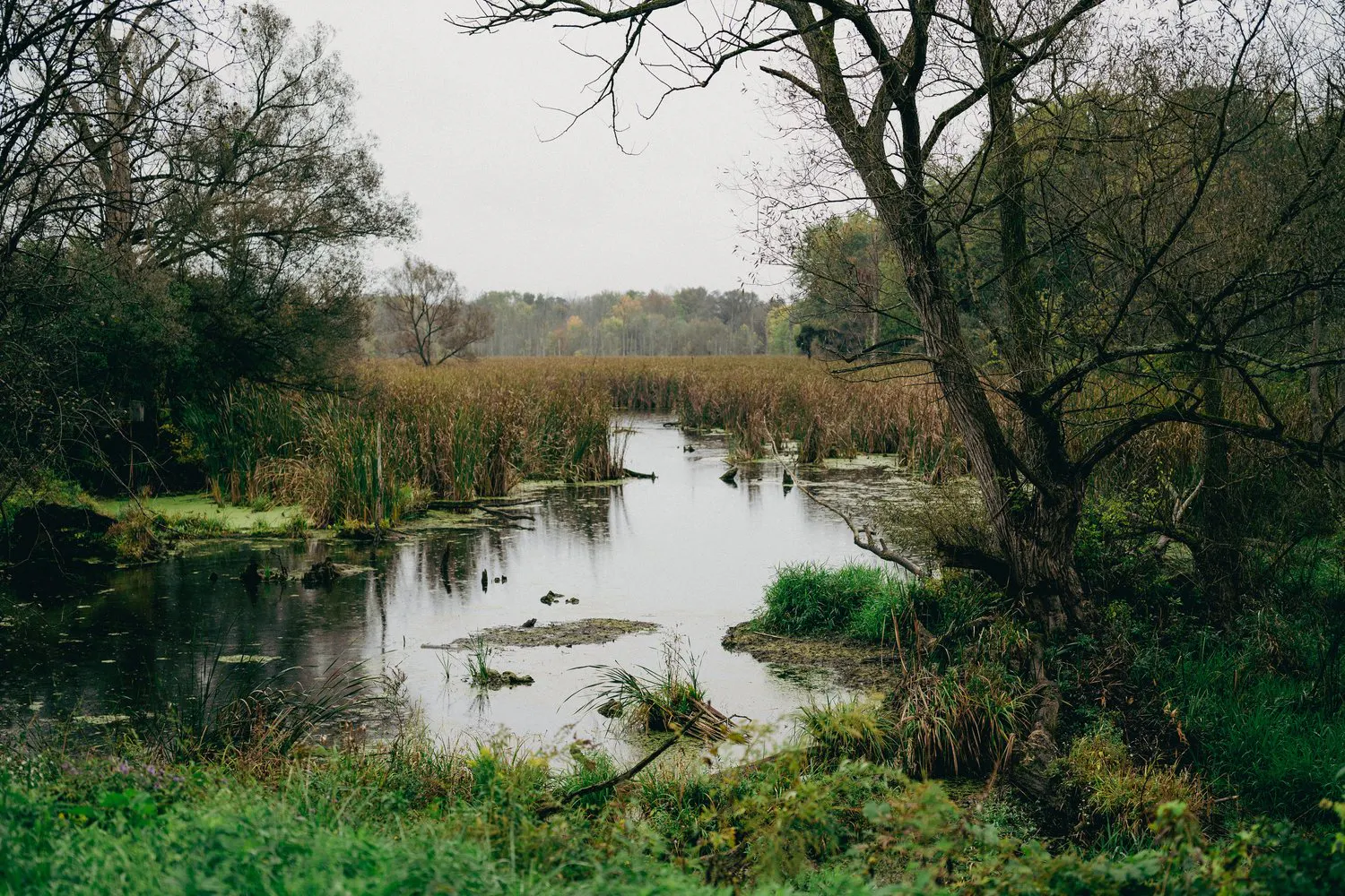 a swamp with trees and grass