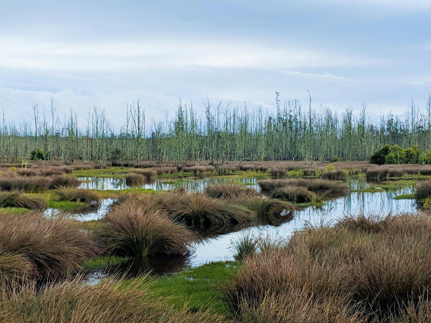 cumbria wildllife trust bog