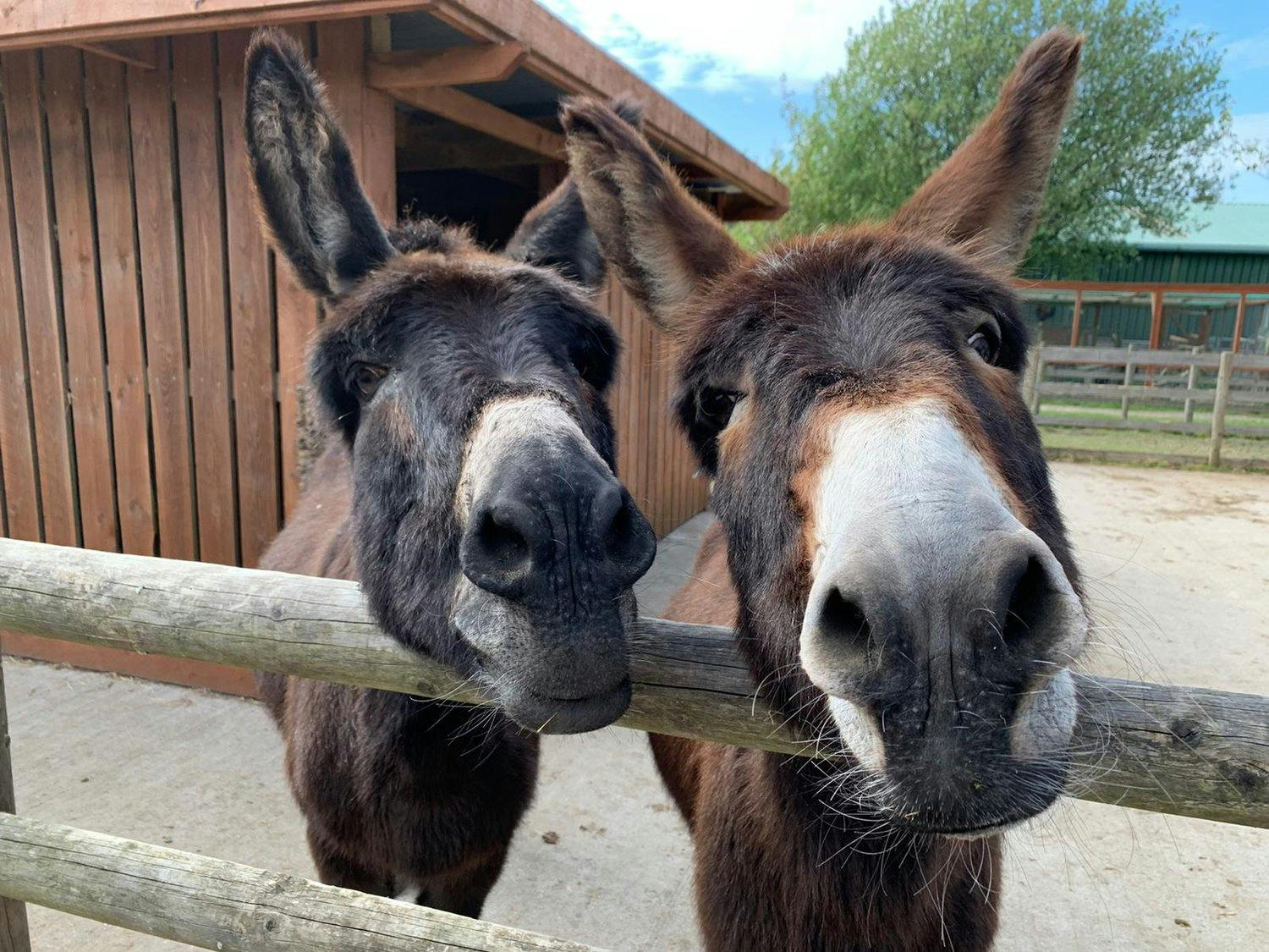 two donkeys standing over a wooden fence
