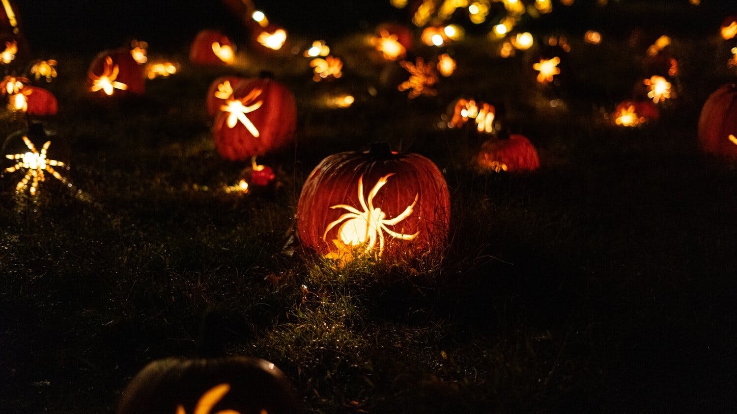 a pumpkins lit up in the grass