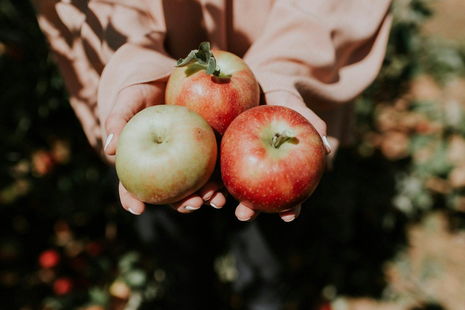 a person holding apples in their hands