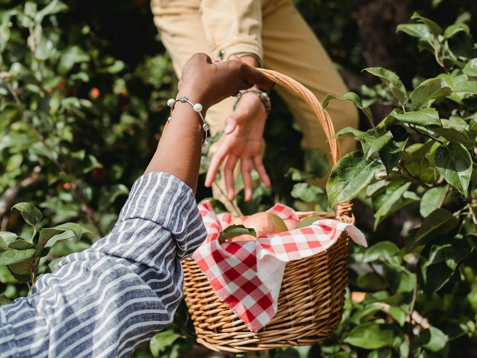 Girl apple picking