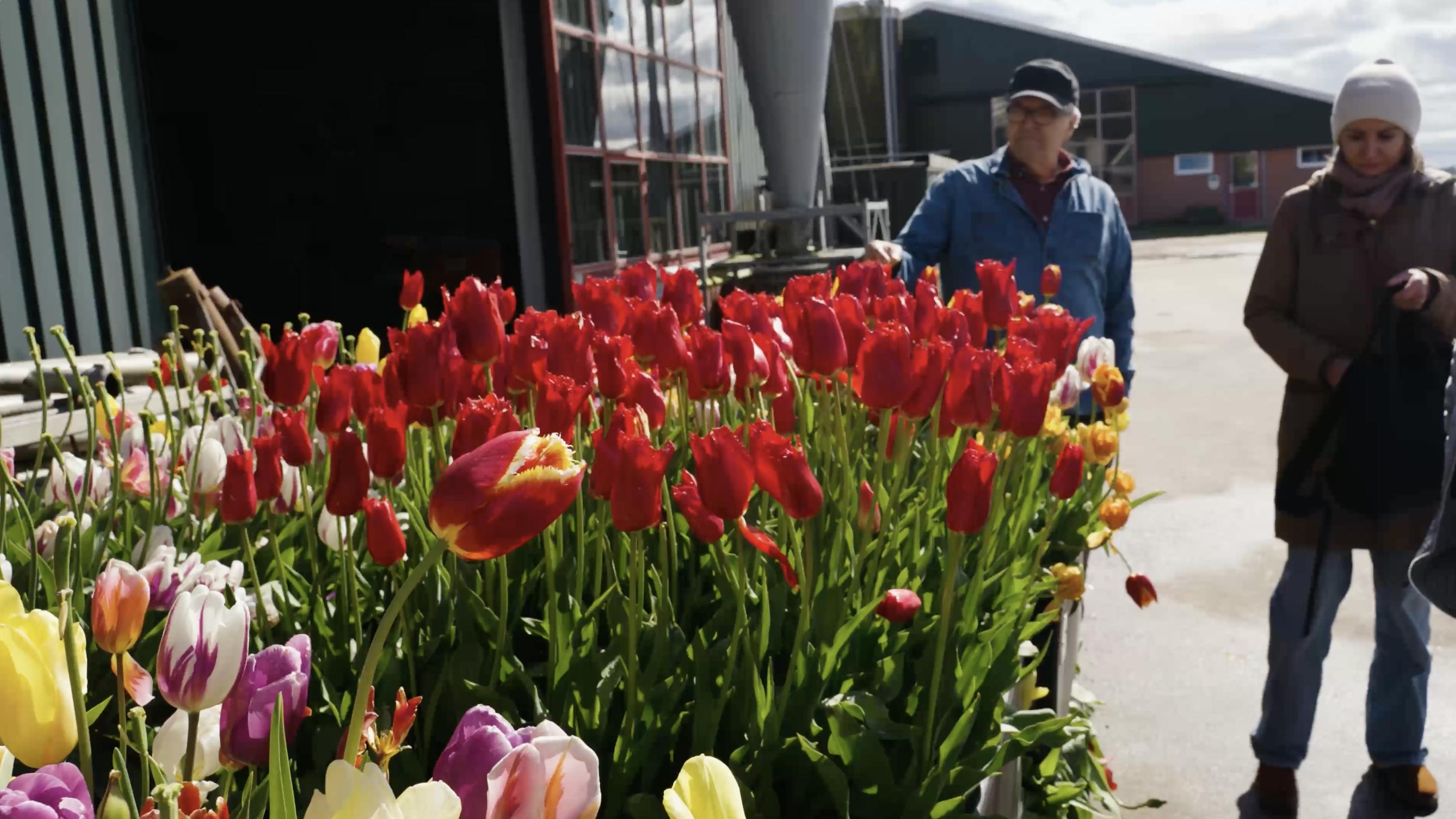 Amsterdam Tulips Tour photo of bright red tulips and two people in background