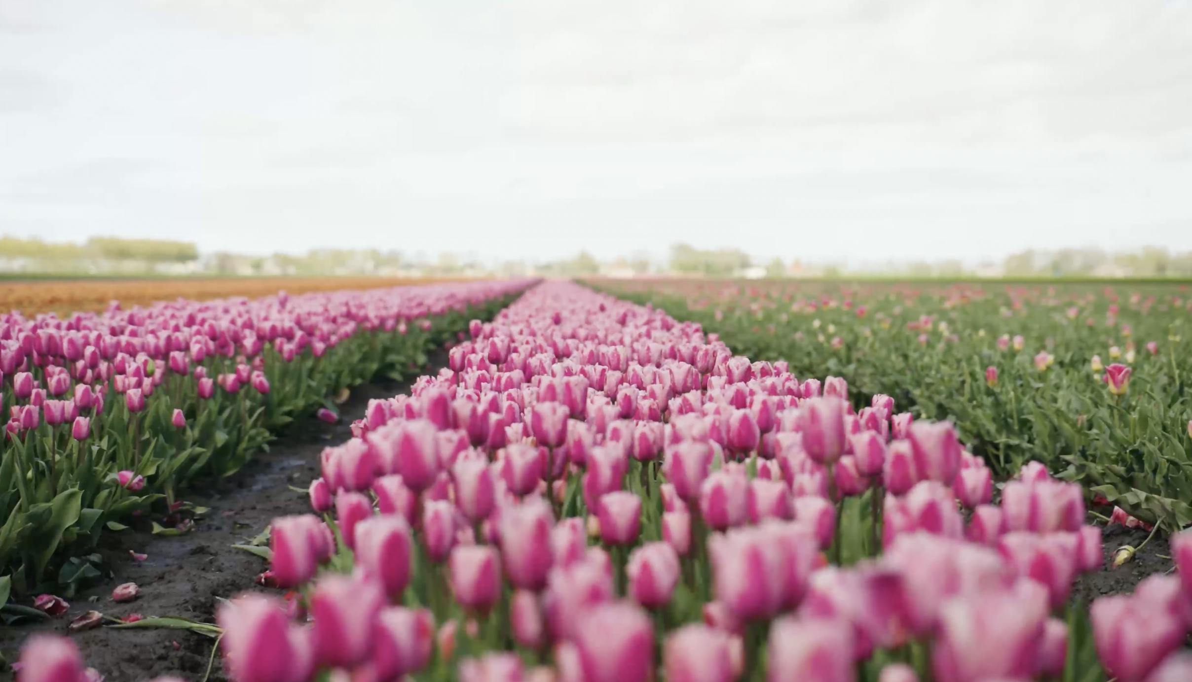 pink tulip field