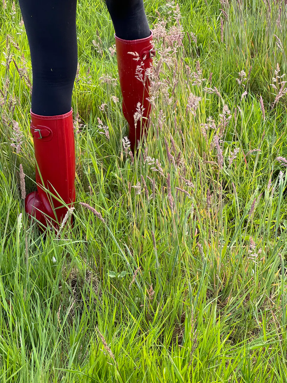 red wellies in grass