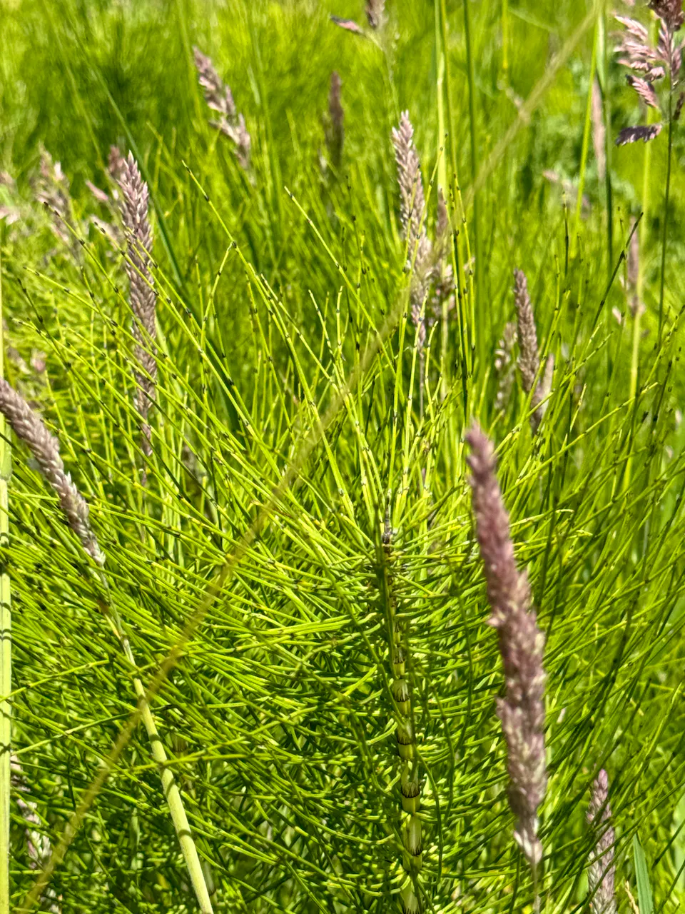 plant at heal