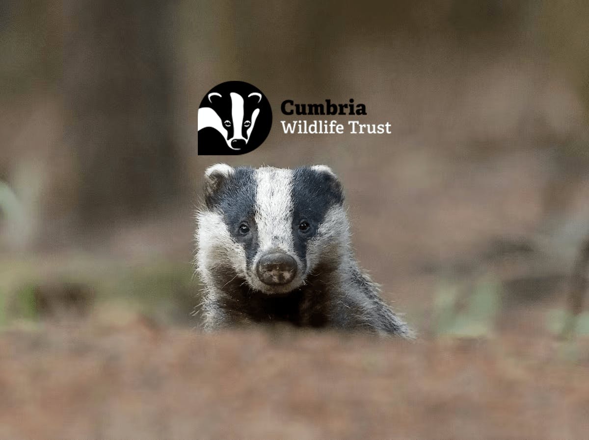 a badger and the Cumbria Wildlife Trust logo