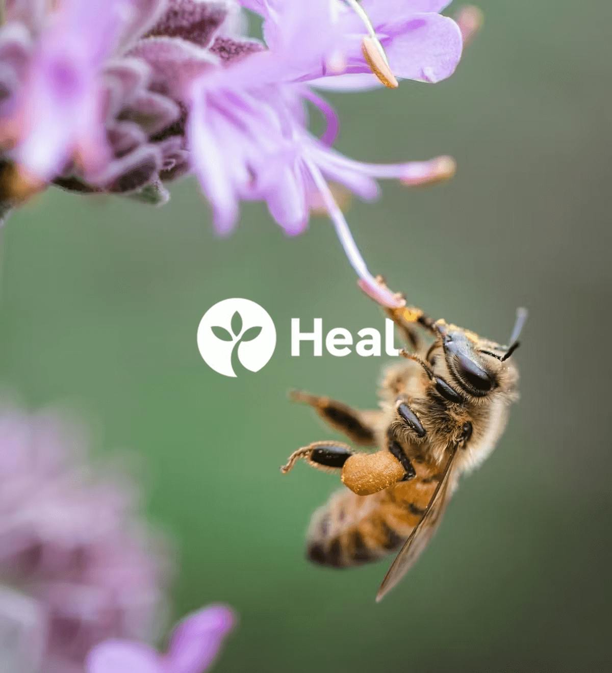 A bee pollinating a flower and the Heal logo