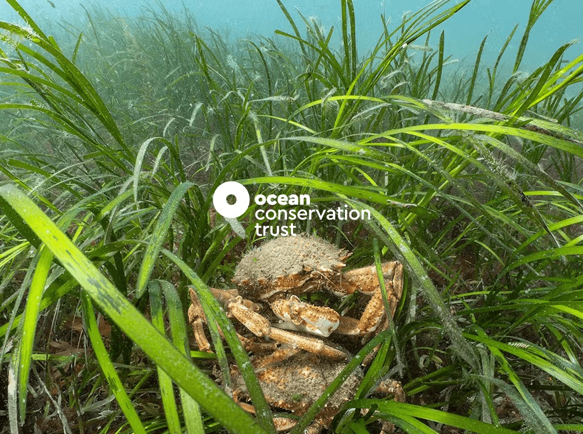 A crab in seagrass and the ocean Conservation Trust logo