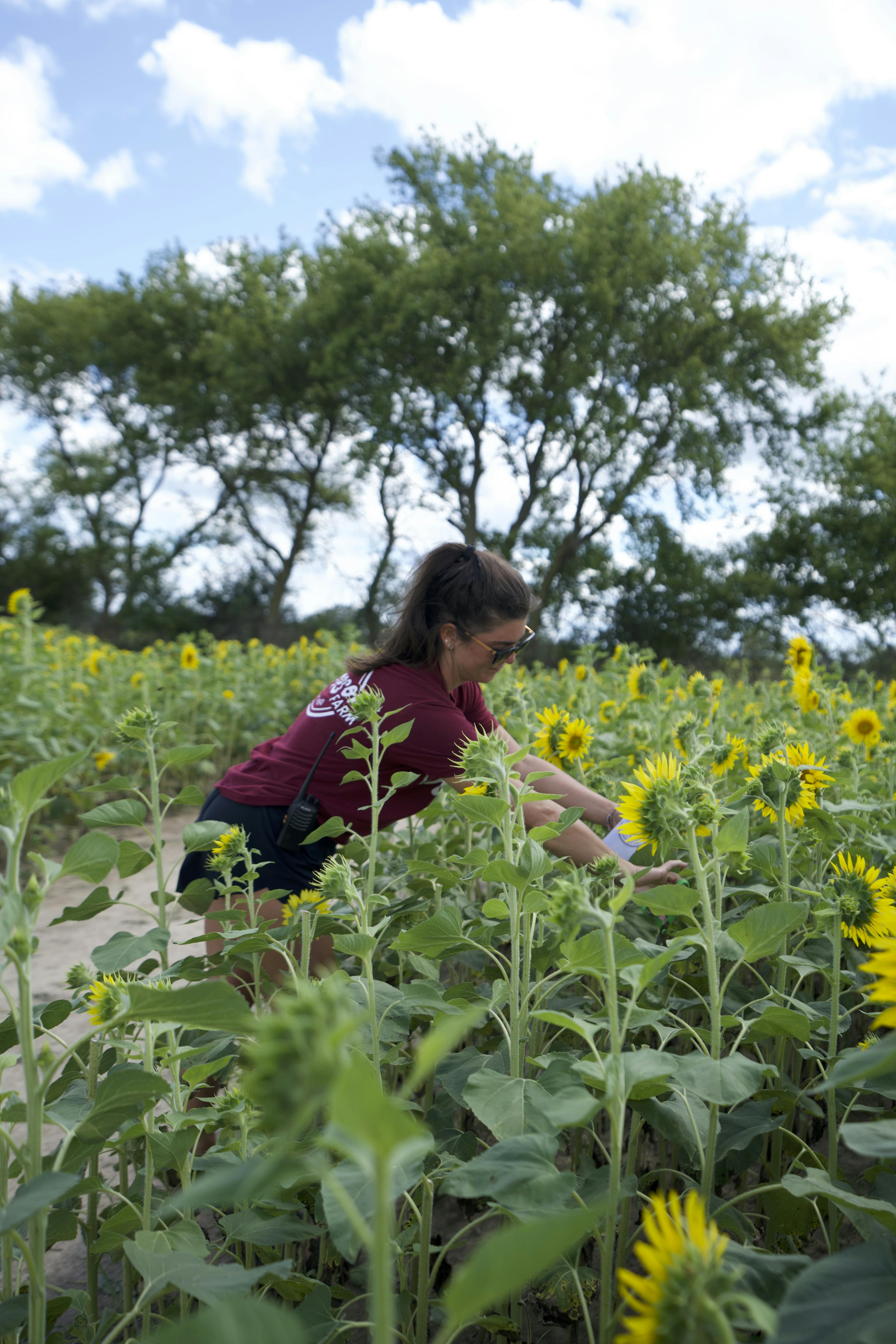 Sunflower picking at Thompson Farm