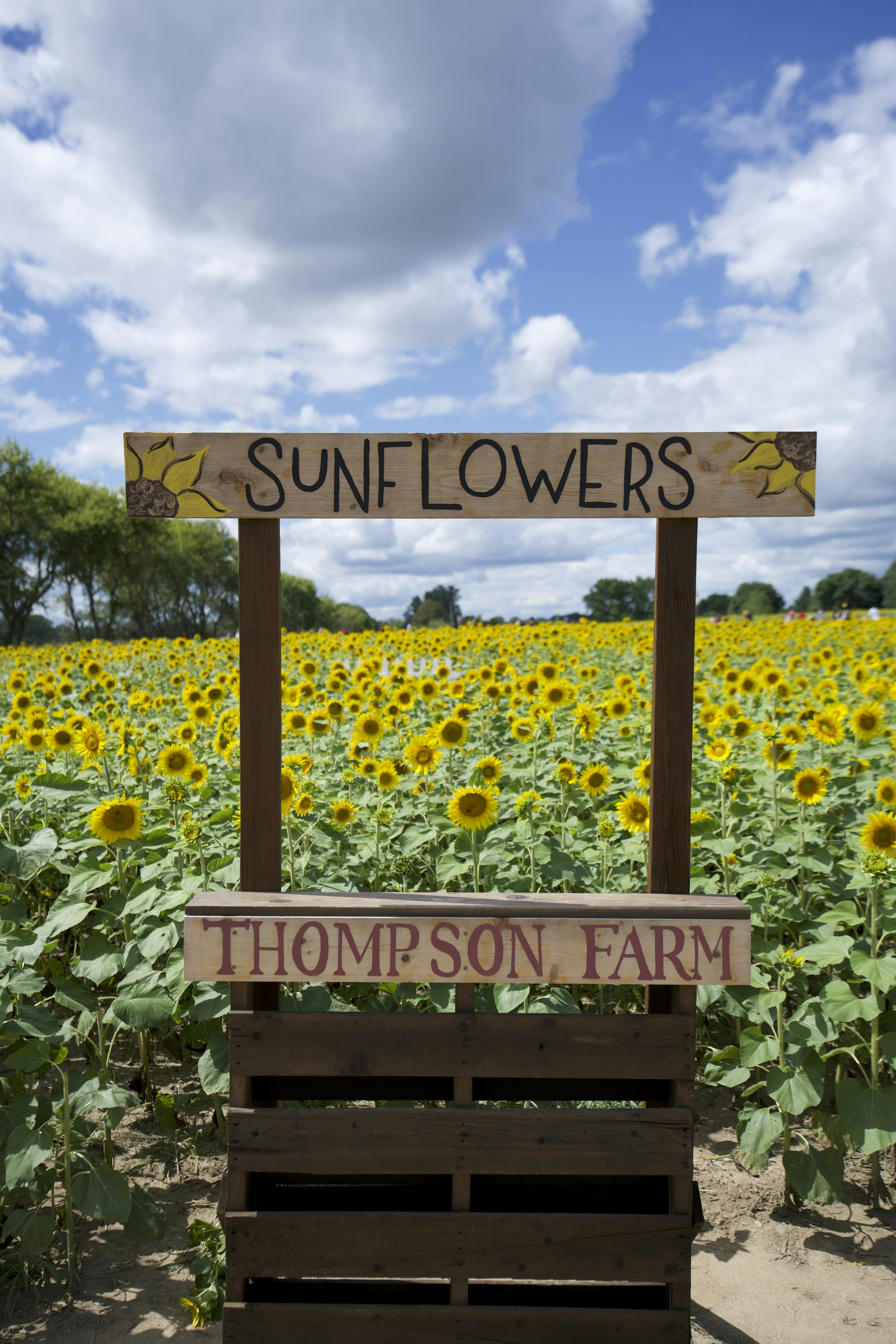 Sunflower stand at Thompson Farm