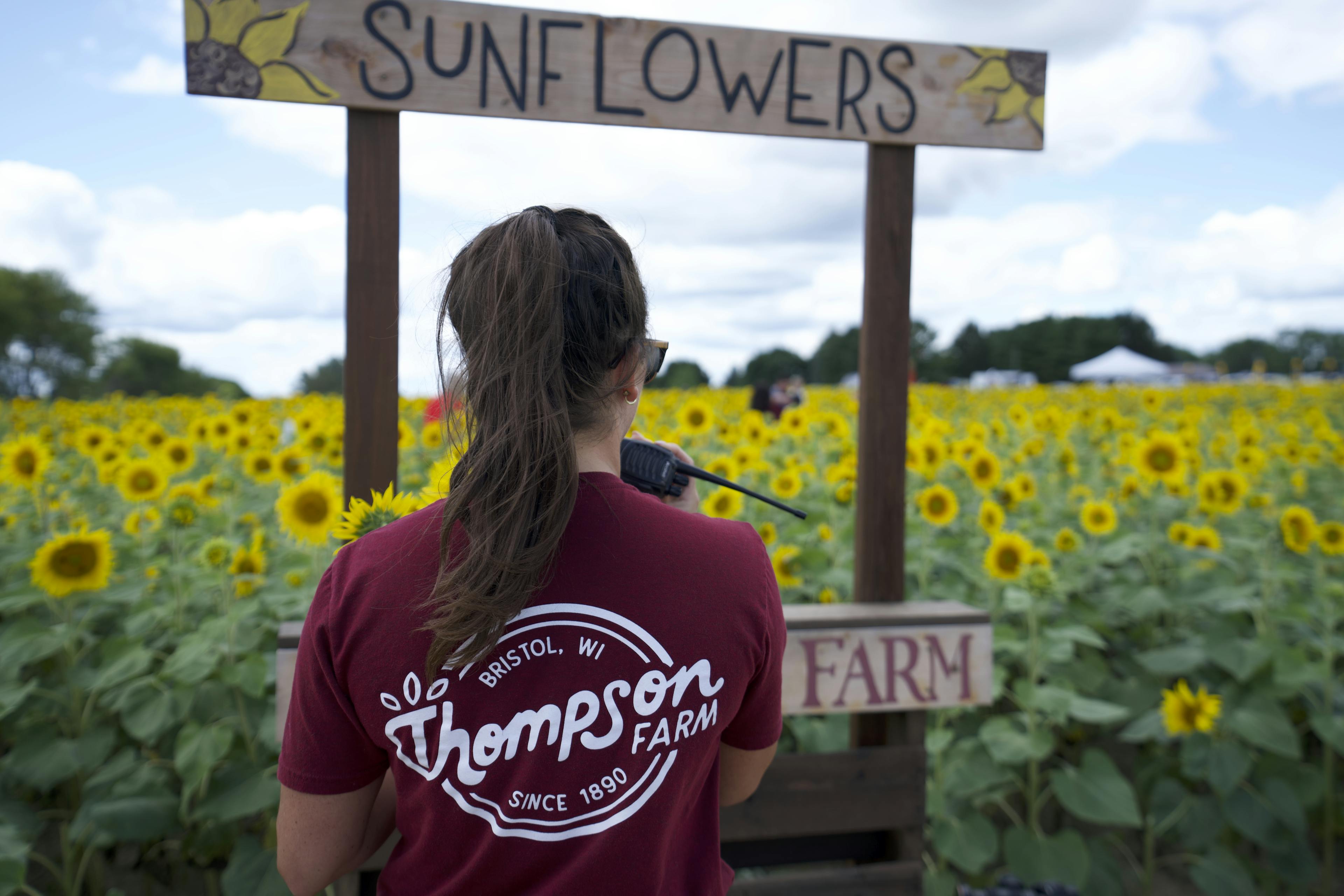 Sunflower stand and Halie's back at Thompson Farm